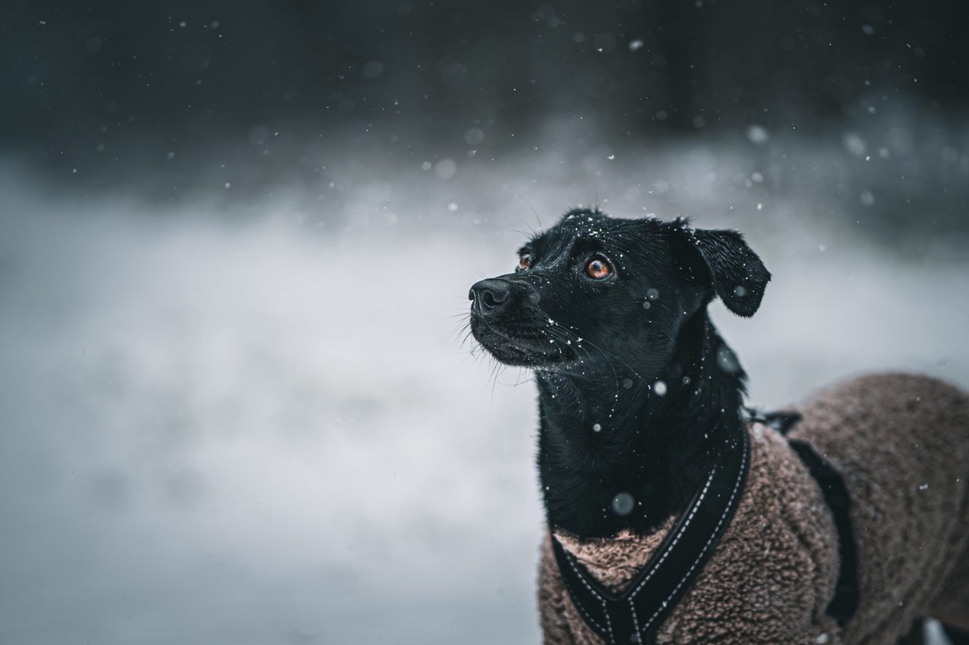 Hundefotografie im Schnee