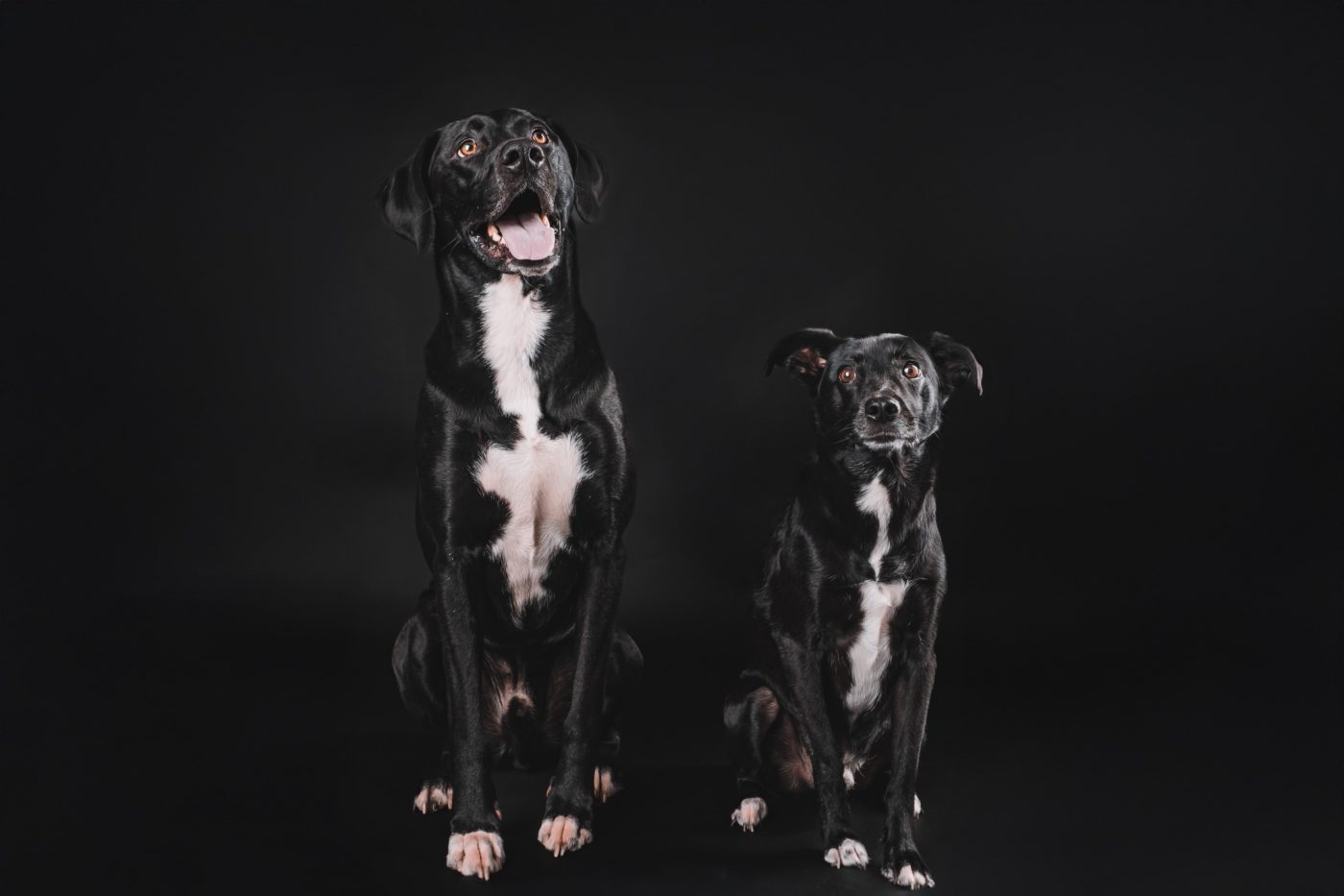 Hundefotografie